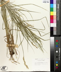 Carex muskingumensis image