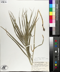 Carex muskingumensis image