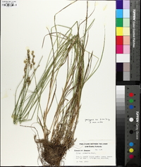 Carex normalis image