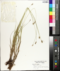 Carex normalis image