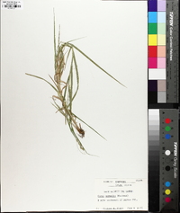 Carex normalis image