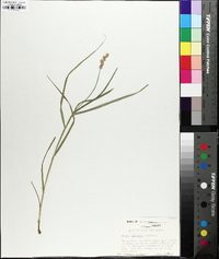 Carex normalis image