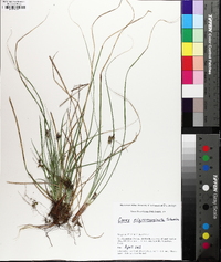 Carex nigromarginata image