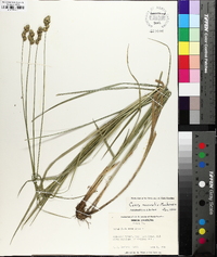 Carex normalis image