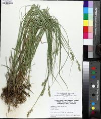 Carex muehlenbergii var. enervis image