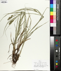 Carex fissa image