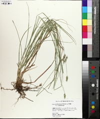 Carex muehlenbergii var. enervis image