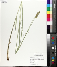 Carex oklahomensis image