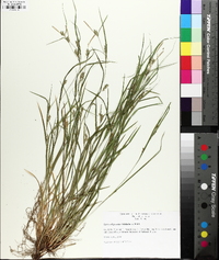 Carex oligocarpa image