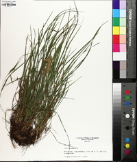 Carex oligocarpa image