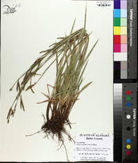Carex oxylepis image