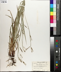 Carex oxylepis image