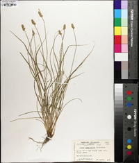 Carex leavenworthii image