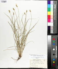 Carex leavenworthii image