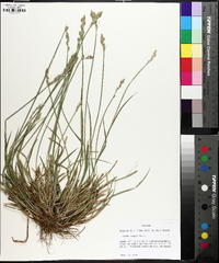 Carex longii image