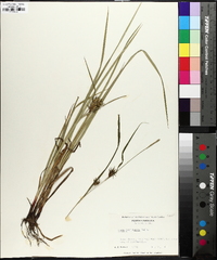 Carex louisianica image