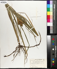 Carex lupuliformis image