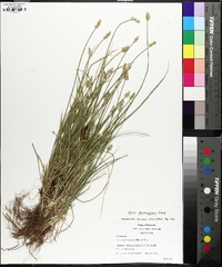 Carex leavenworthii image