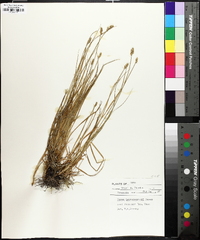 Carex leavenworthii image