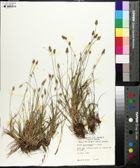 Carex leavenworthii image