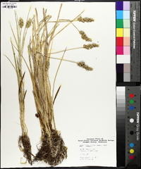 Carex laevivaginata image