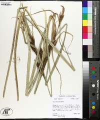 Carex hyalinolepis image