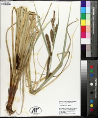 Carex hyalinolepis image