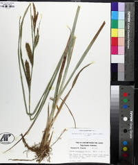 Carex hyalinolepis image