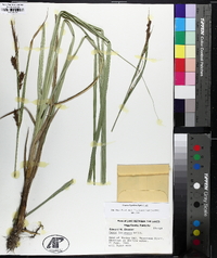 Carex hyalinolepis image