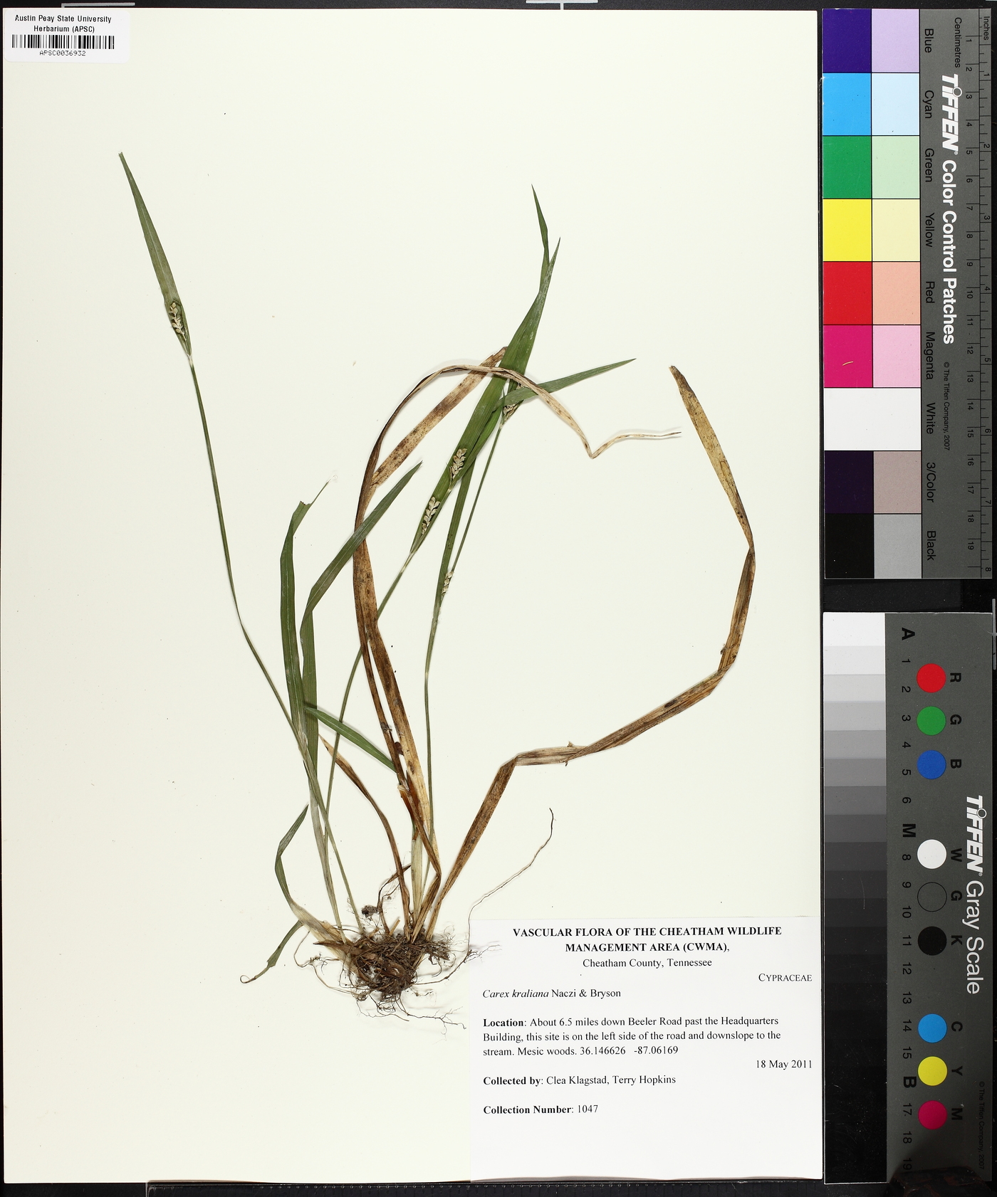 Carex kraliana image