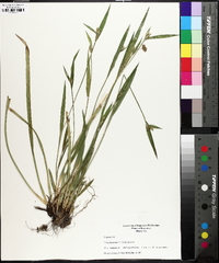 Carex kraliana image