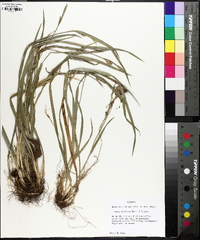 Carex kraliana image