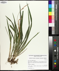 Carex kraliana image