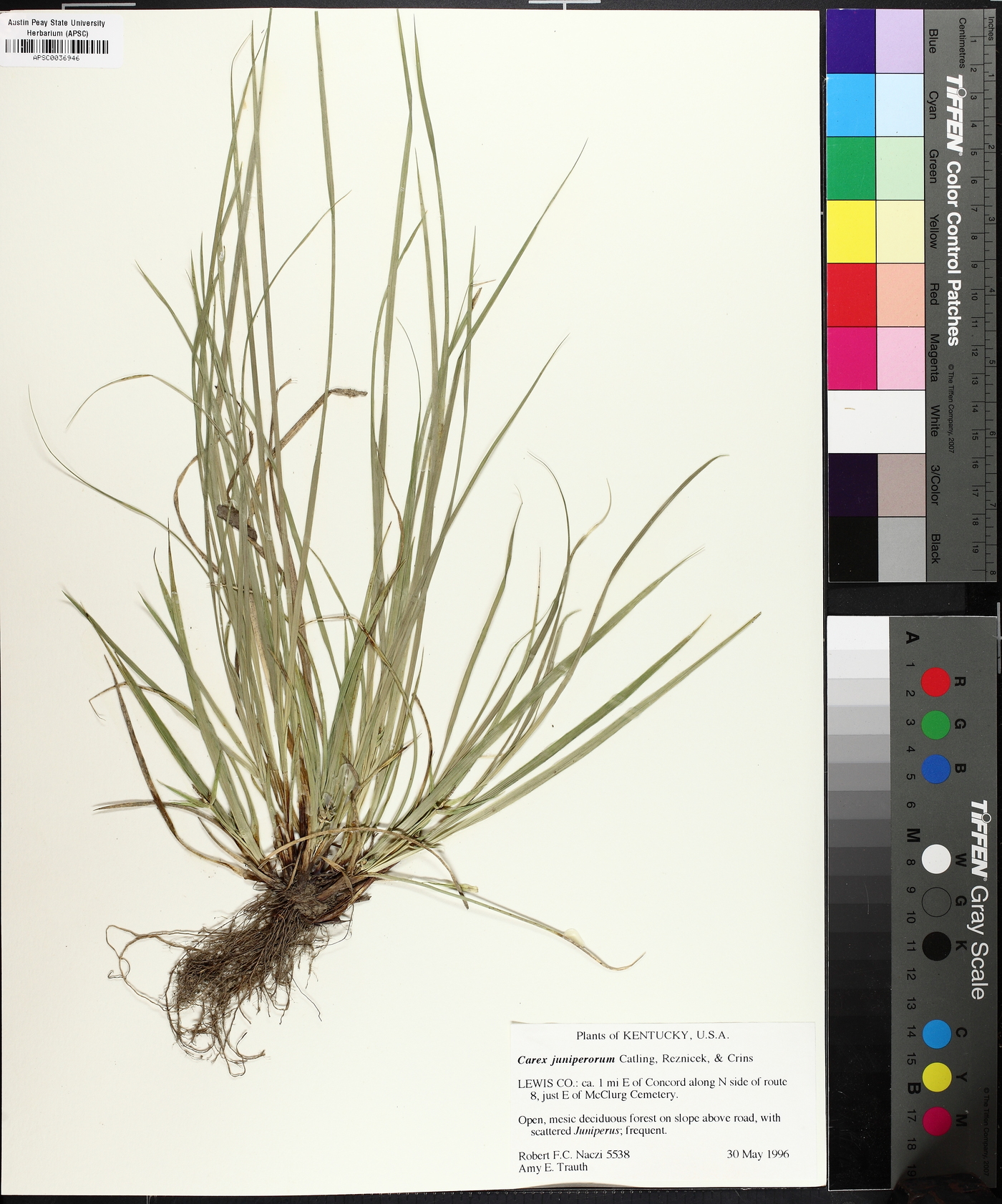 Carex juniperorum image