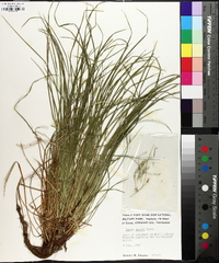 Carex jamesii image