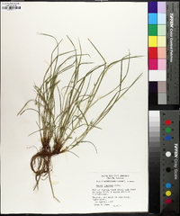 Carex jamesii image