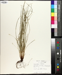 Carex jamesii image