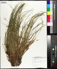 Carex jamesii image