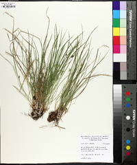 Carex jamesii image