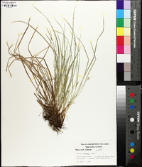 Carex jamesii image