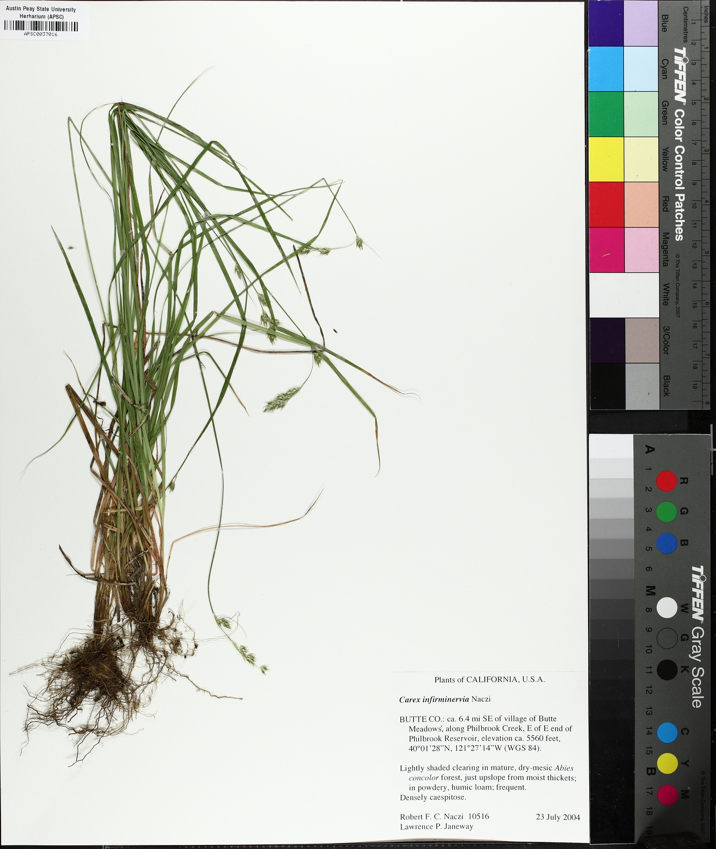 Carex infirminervia image