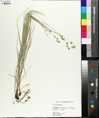 Carex hyalina image