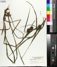 Carex grayi image