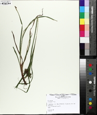 Carex grayi image