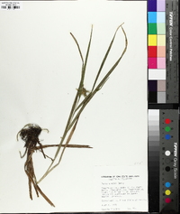 Carex grayi image