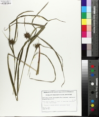 Carex grayi image