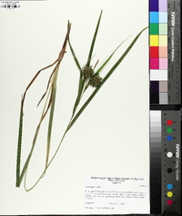 Carex grayi image