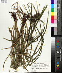 Carex grayi image