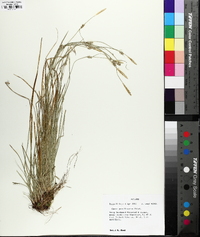 Carex gracilescens image