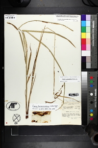 Carex fumosimontana image